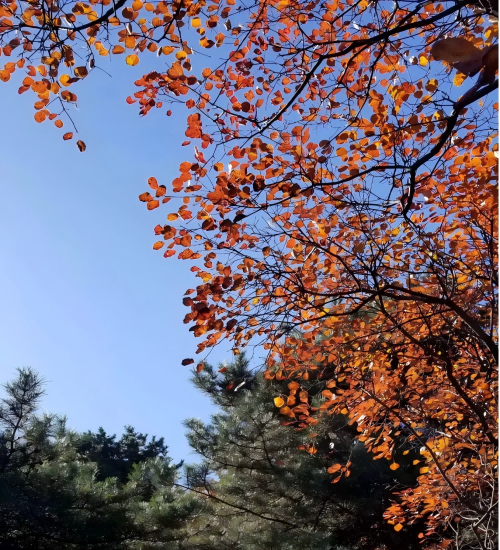 石家庄红崖谷景区|金秋十月让我们一起携手走进红崖谷赏漫山红叶